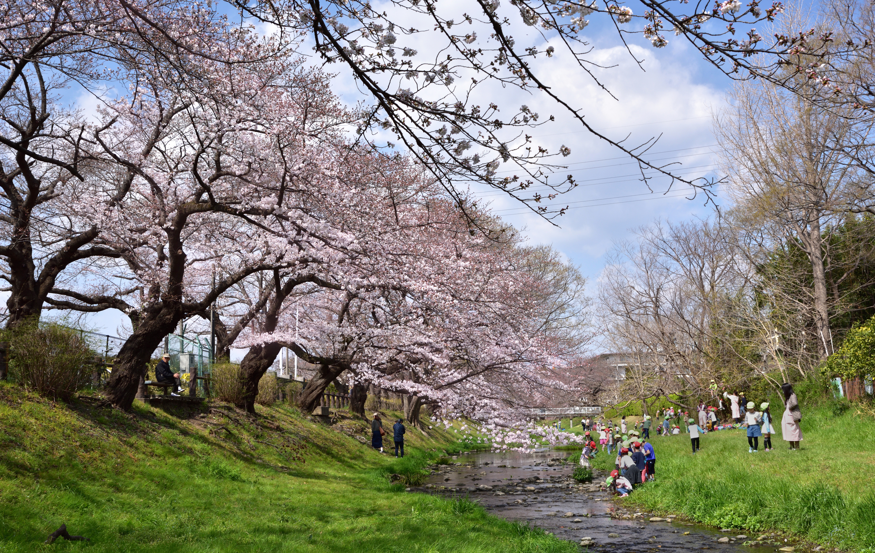 桜の開花情報！立川・根川緑道