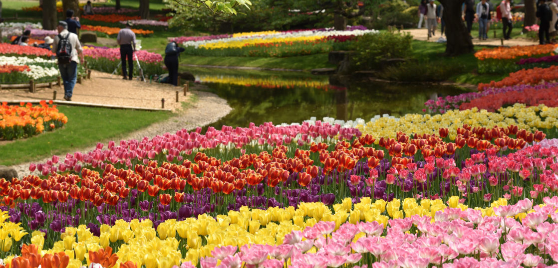 昭和記念公園のチューリップが見頃です 株式会社全国設備cadセンター 設備設計 建築確認申請図面 給排水図面