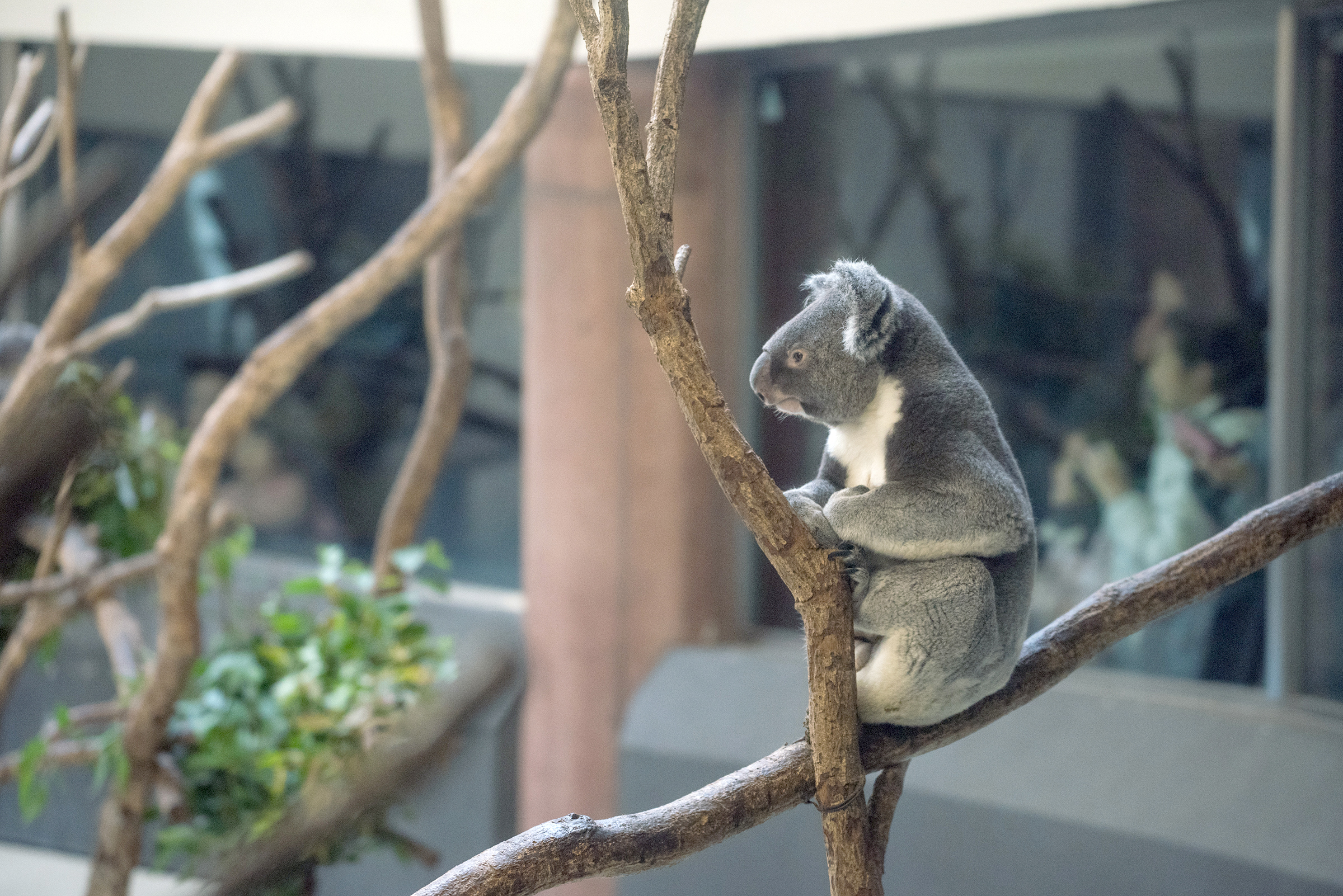 コアラに会いに多摩動物公園へ