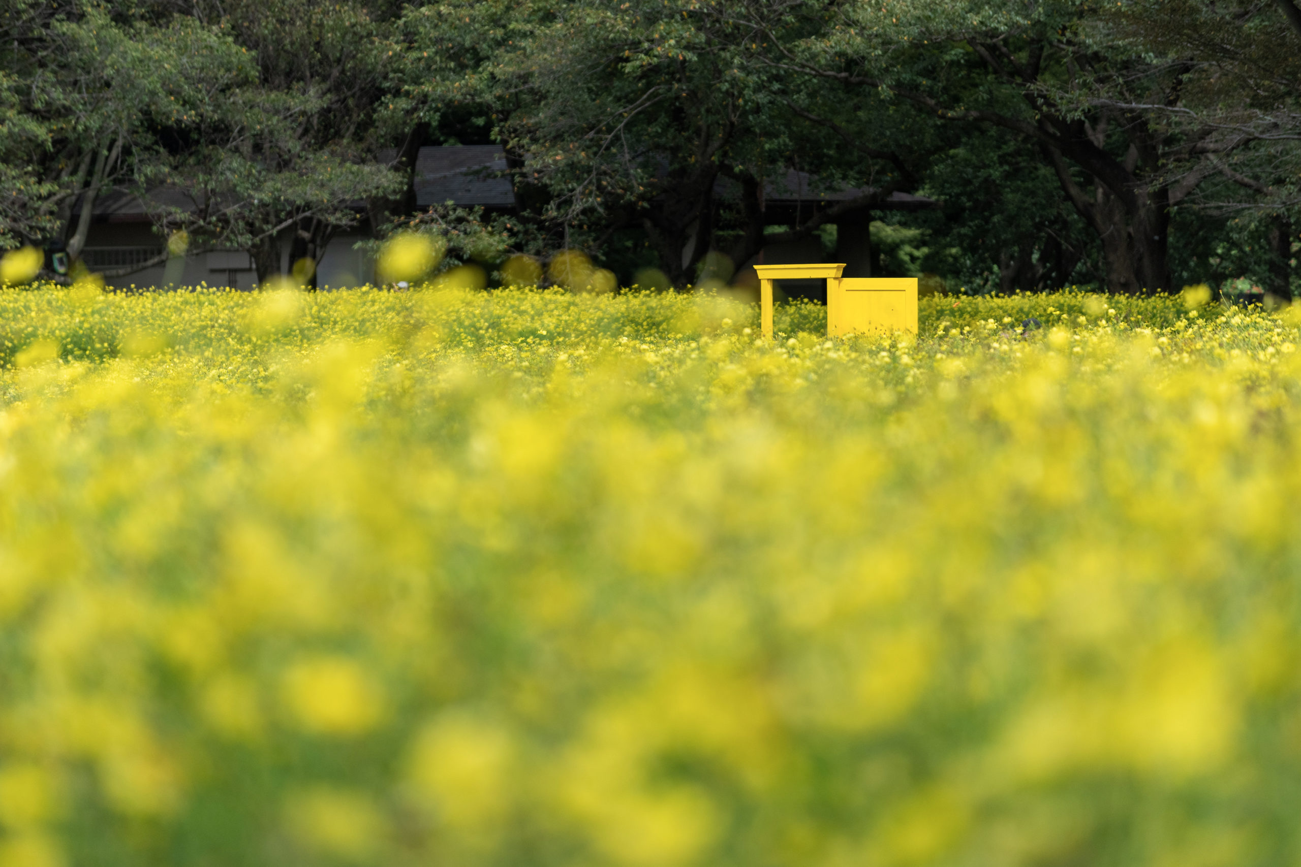 昭和記念公園のキバナコスモス レモンブライト