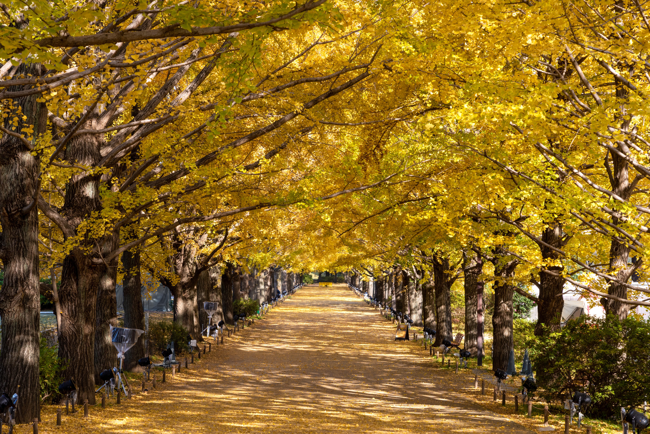 昭和記念公園の紅葉が見頃です！