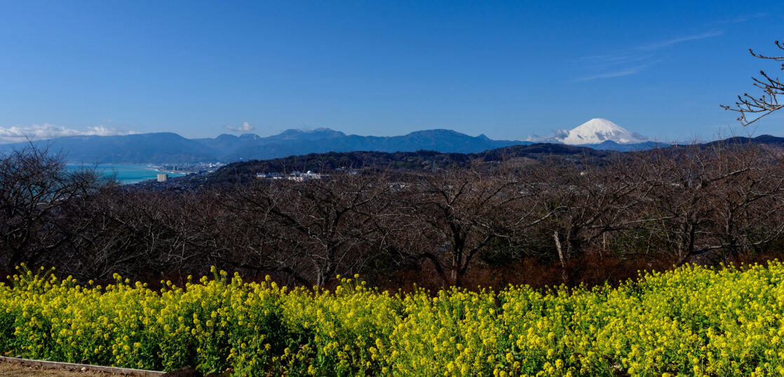 吾妻山公園の菜の花が見頃です 1 25現在 株式会社全国設備cadセンター 設備設計 設計アウトソーシング 建築確認申請図面 給排水図面 トレース神奈川県の二宮町にある吾妻山公園は 菜の花と富士山 の絶景で有名な公園です Jr二