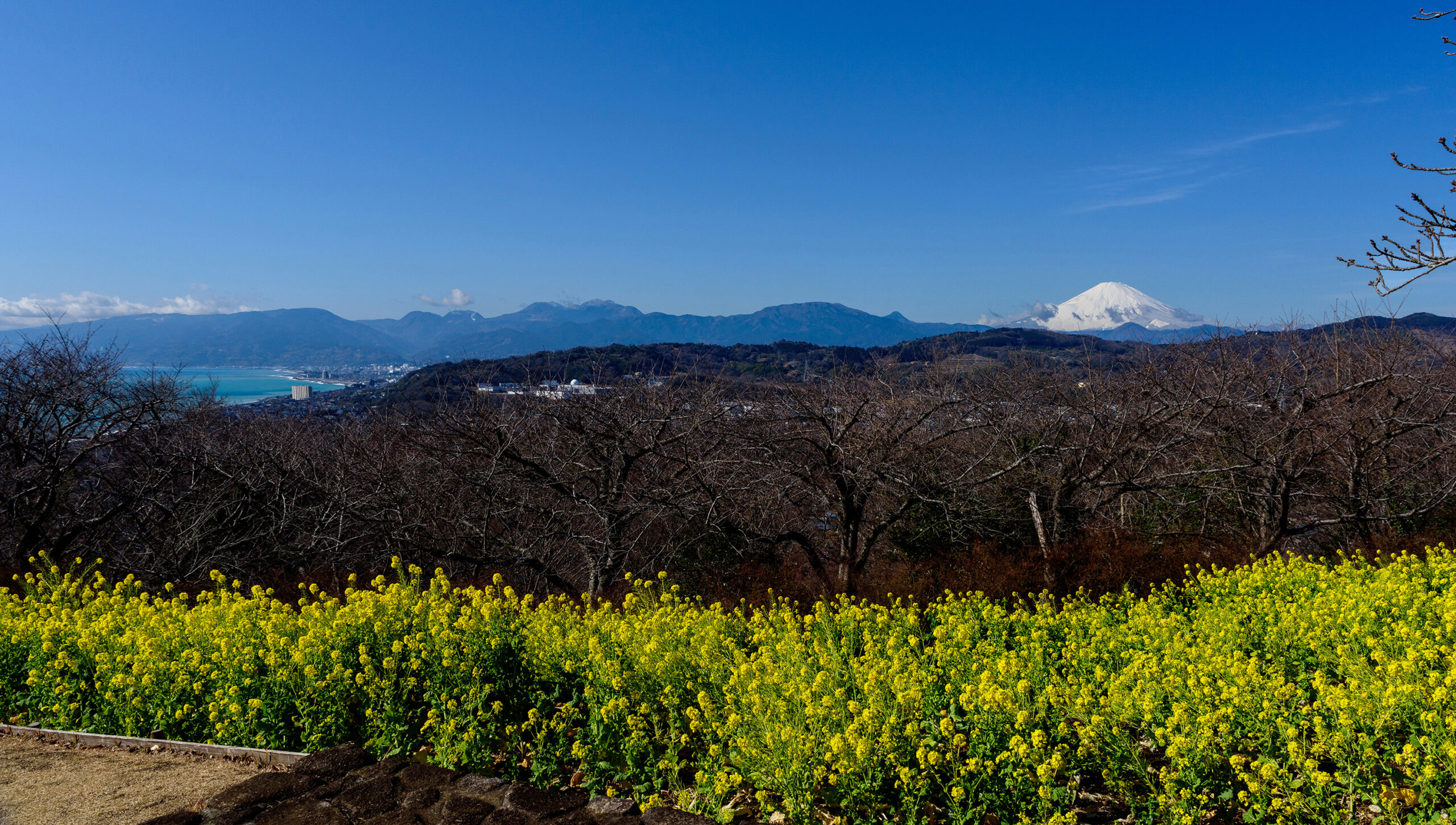 吾妻山公園の菜の花が見頃です！
