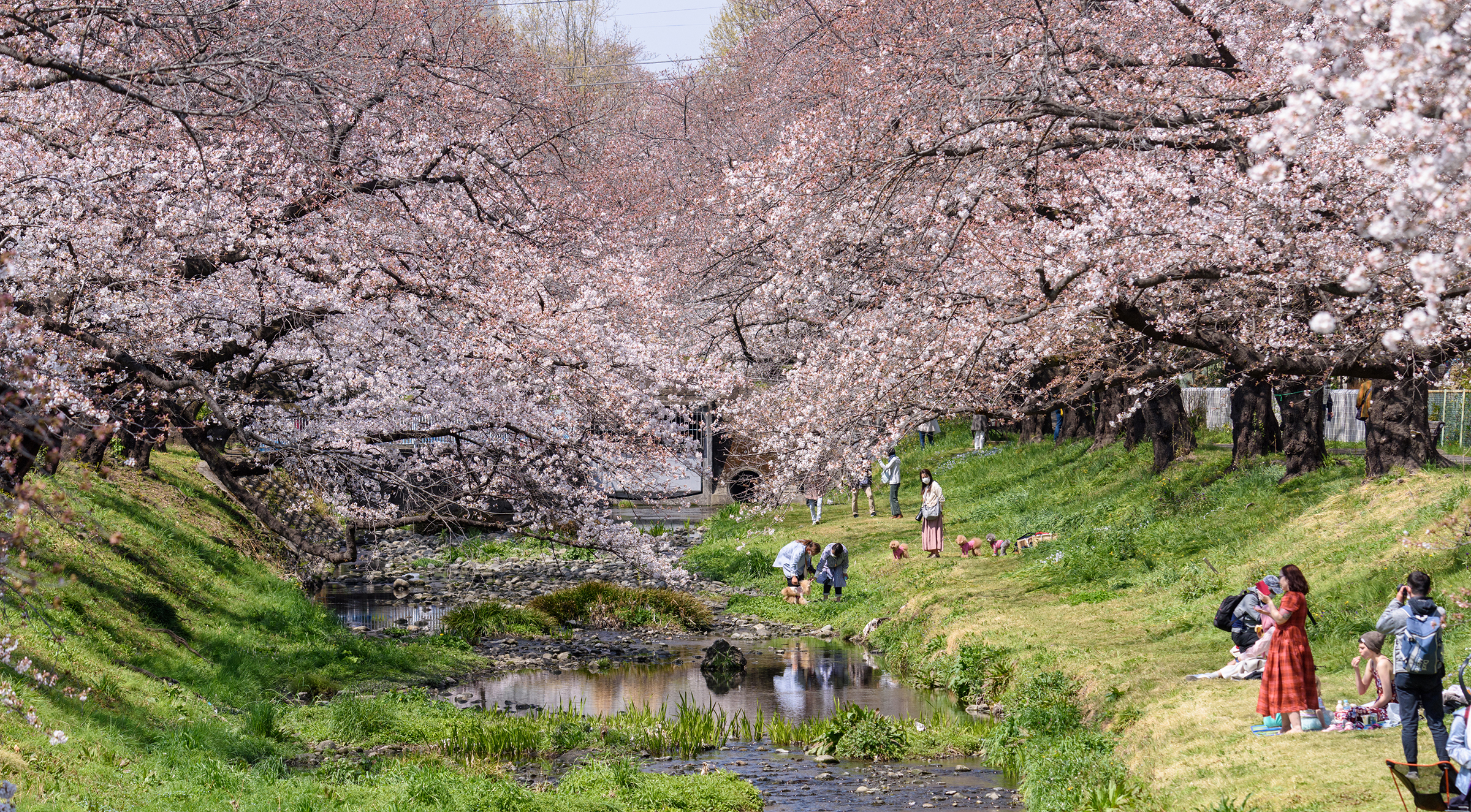 立川 根川緑道の桜が見頃を迎えています！